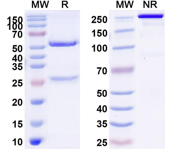 Anti-Cat Allergen Fel d 1 Antibody (REGN1909) - SDS-PAGE