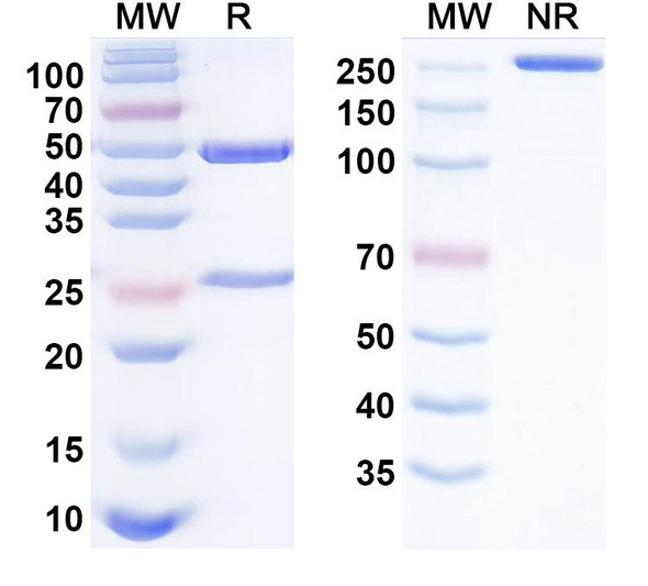 GLP1-like peptide conjugated to Anti-Human GIPR Antibody (AMG 133) - SDS-PAGE