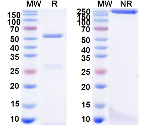 Anti-REBOV/SEBOV/TAFV/ZEBOV GP/Envelope glycoprotein Antibody (ADI-15878) - SDS-PAGE