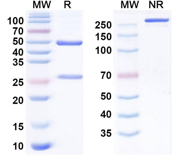 Anti-SARS-CoV-2 RBD Antibody (XG005M) - SDS-PAGE