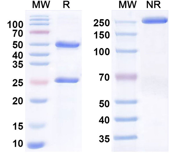 Human CD200R1/OX2R Antibody (I-4P) - SDS-PAGE