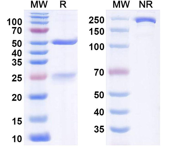 Human HLA-G1 Antibody (38373) - SDS-PAGE