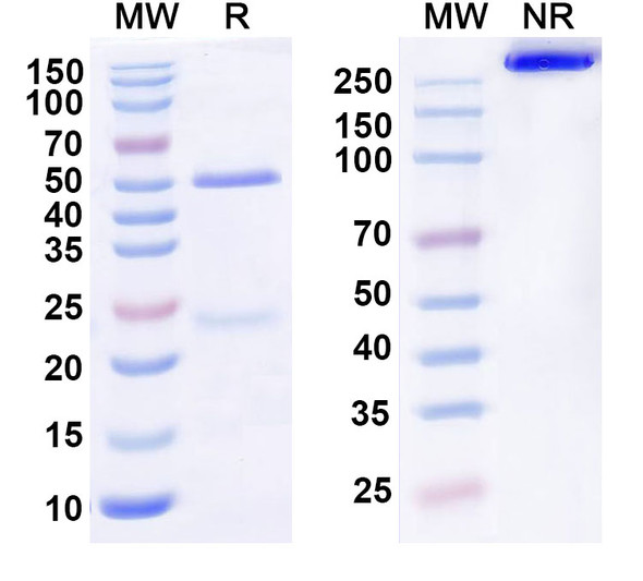 Human IL22RA1 Antibody (ARGX-112) - SDS-PAGE