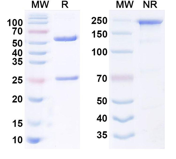 Human LGR5/GPR49 Antibody (18G7H6A3) - SDS-PAGE