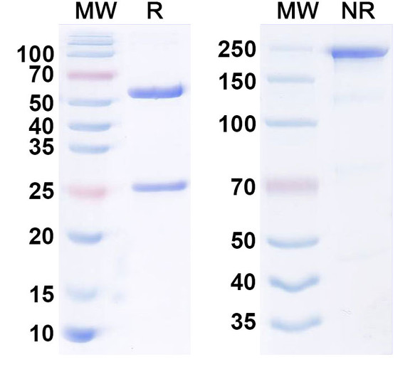 Human CD228/MELTF Antibody (hL49HALC) - SDS-PAGE
