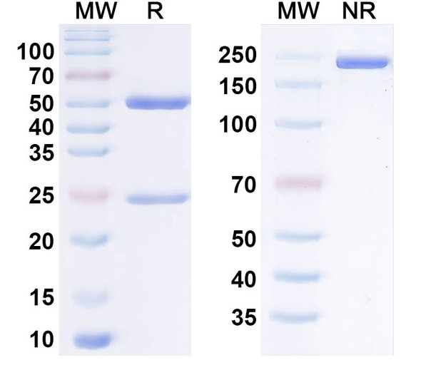 Human MICA/MICB Antibody (36 NFG 236A) - SDS-PAGE