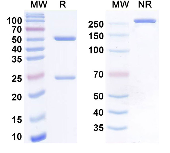 Human MICA/MICB Antibody (PDI-01) - SDS-PAGE