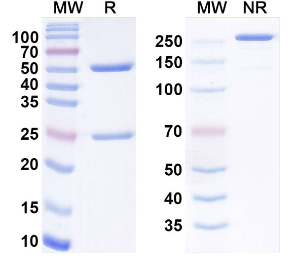 Human CD337/NCR3 Antibody (BGA-1833) - SDS-PAGE
