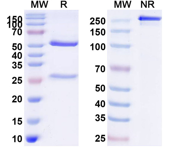 Human CD221/IGF1R Antibody (AVE1642) - SDS-PAGE