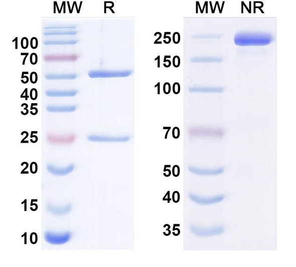 Human Lewis Y/Le(y) Antibody (hu3S193) - SDS-PAGE