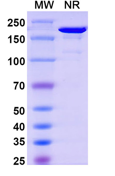 Nelmastobart Antibody - SDS-PAGE