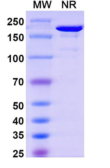 Nelmastobart Antibody - SDS-PAGE