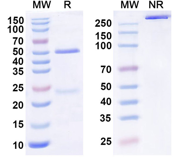 Human KLB/Beta-klotho Antibody (MK-3655) - SDS-PAGE