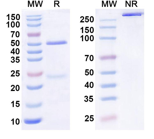 Human KLB/Beta-klotho Antibody (MK-3655) - SDS-PAGE