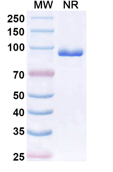 Human CX3CR1 Antibody (BI 655089) - SDS-PAGE