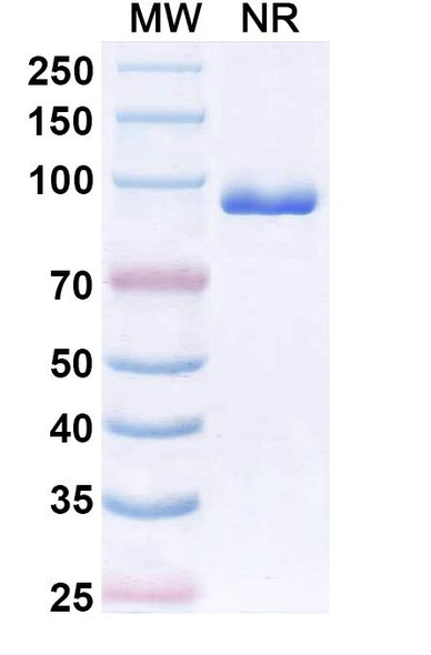 Human CX3CR1 Antibody (BI 655089) - SDS-PAGE