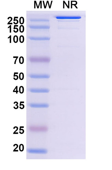 Abiprubart Antibody - SDS-PAGE