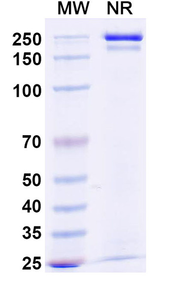 Budoprutug Antibody - SDS-PAGE
