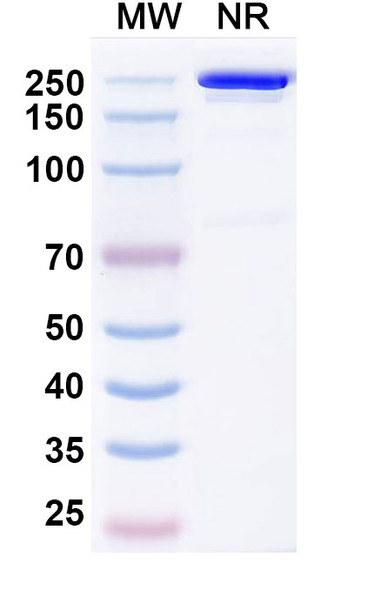 Budoprutug Antibody - SDS-PAGE