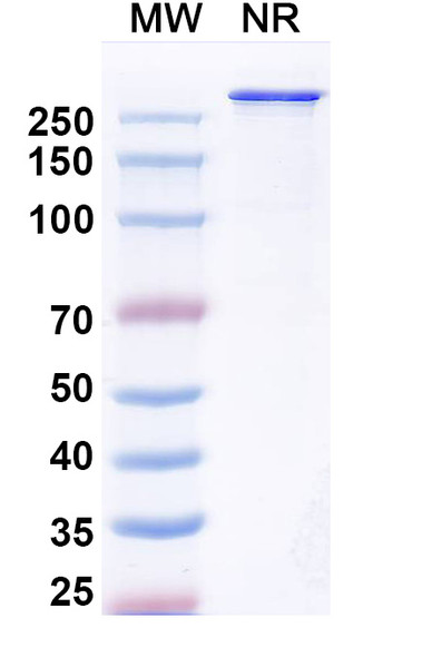 Cabotamig (Research-Grade) - SDS-PAGE