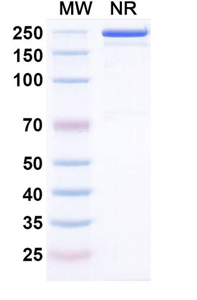 Cepeprubart Antibody - SDS-PAGE
