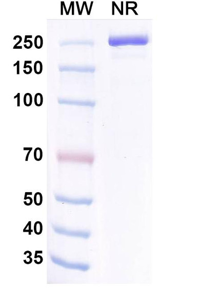 Coramitug Antibody - SDS-PAGE