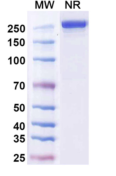 Eltrekibart Antibody - SDS-PAGE