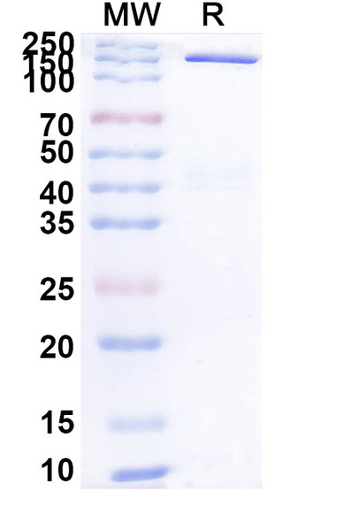 Galvokimig (Research-Grade) - SDS-PAGE