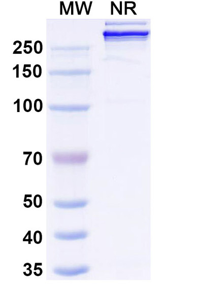 Givastomig (Research-Grade) - SDS-PAGE