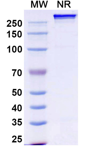 Givastomig (Research-Grade) - SDS-PAGE