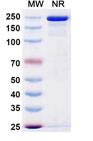 Gruticibart Antibody - SDS-PAGE