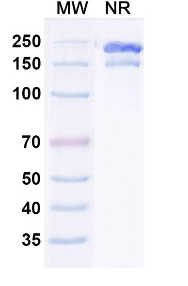 Gruticibart Antibody - SDS-PAGE