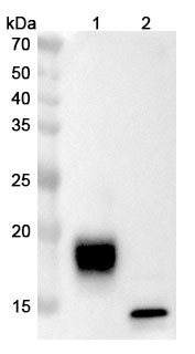 Lancastotug Antibody - WB