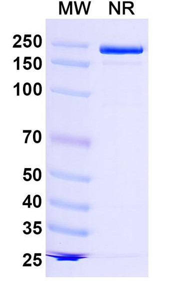 Lancastotug Antibody - SDS-PAGE