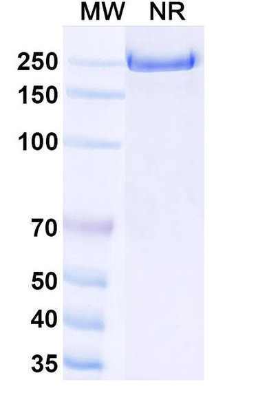 Lumrotatug Antibody - SDS-PAGE