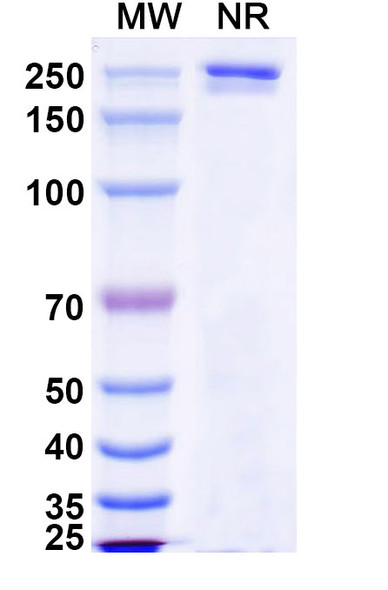 Luvagrobart Antibody - SDS-PAGE