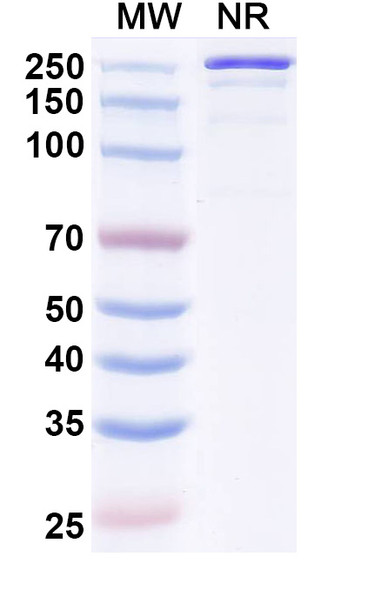 Luvagrobart Antibody - SDS-PAGE