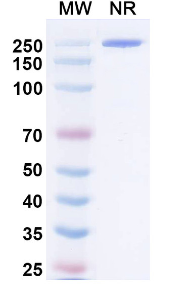 Negalstobart Antibody - SDS-PAGE