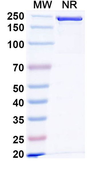 Nezastomig Antibody - SDS-PAGE