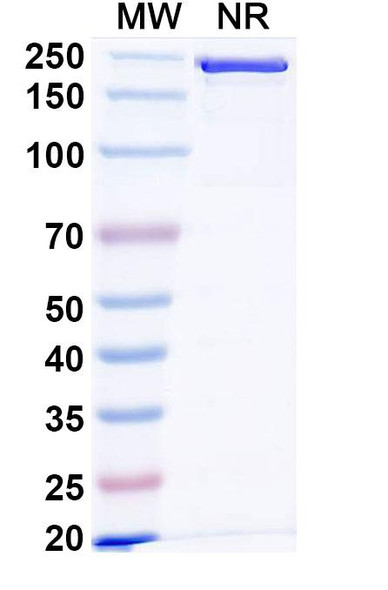 Nezastomig Antibody - SDS-PAGE