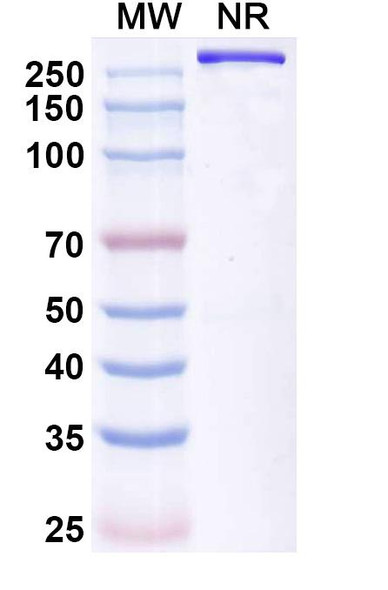Opelkibart Antibody - SDS-PAGE