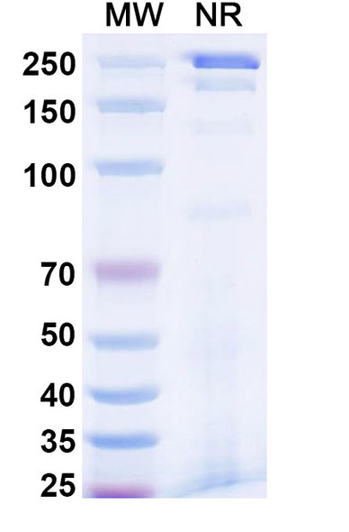 Reflocibart Antibody - SDS-PAGE