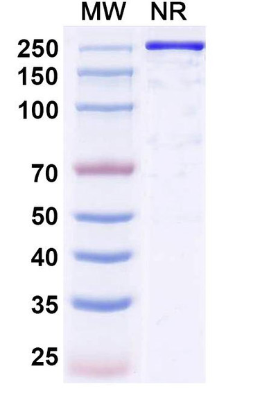 Reflocibart Antibody - SDS-PAGE