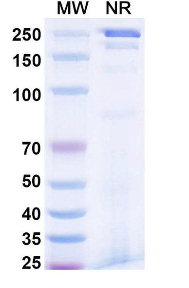 Reflocibart Antibody - SDS-PAGE