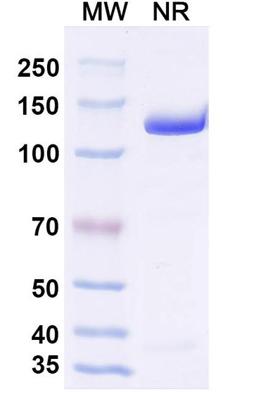 Rezetamig Antibody - SDS-PAGE