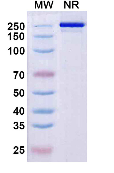 Rezorstobart Antibody - SDS-PAGE