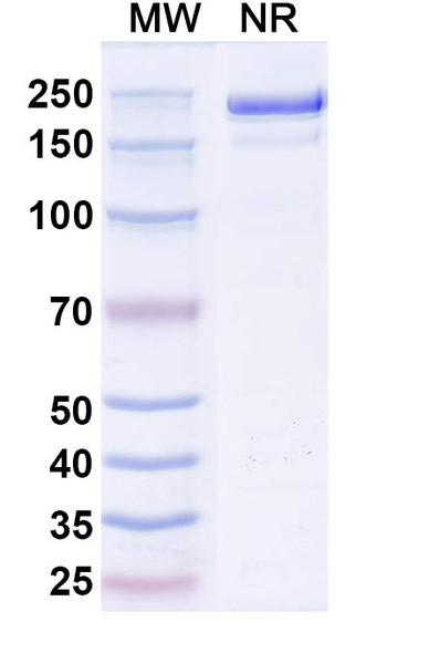 Rezorstobart Antibody - SDS-PAGE