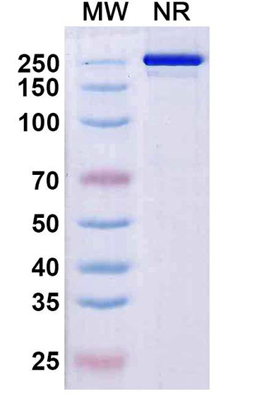 Rezorstobart Antibody - SDS-PAGE