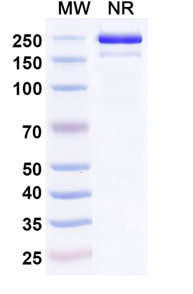 Roconkibart Antibody - SDS-PAGE