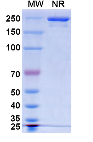 Traxivitug Antibody - SDS-PAGE